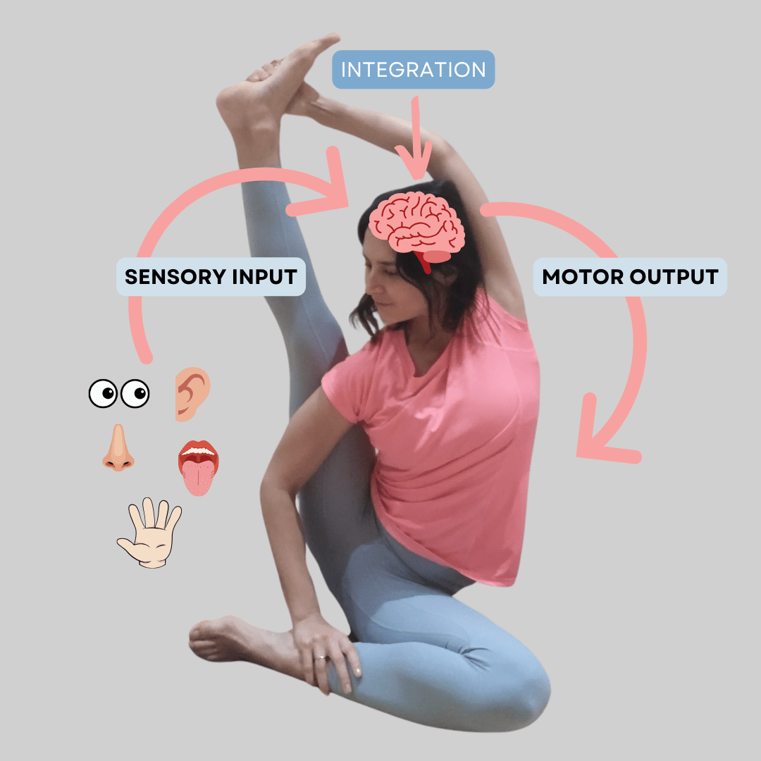 Neurozentriertes Training: Warum Du Jetzt Damit Beginnen Solltest, Dein ...