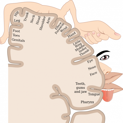 Sensory Homunculus